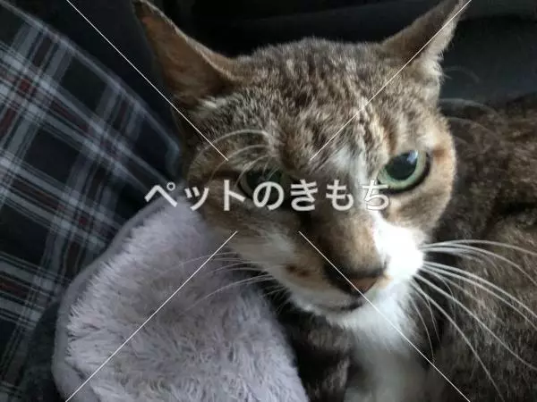 保護猫の画像