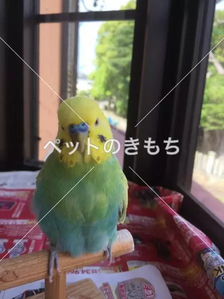 迷子鳥の画像