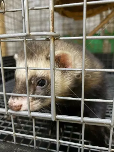 迷子ペットの画像