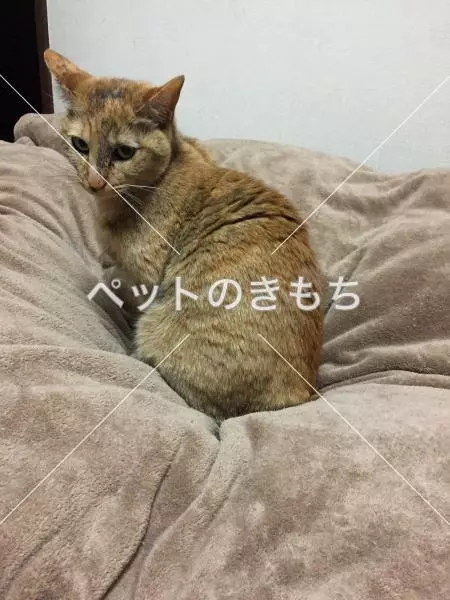 迷子猫の画像
