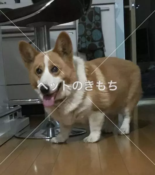 保護犬の画像