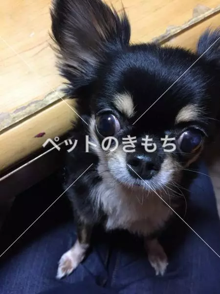 迷子犬の画像