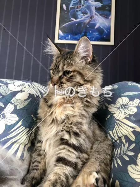 迷子猫の画像