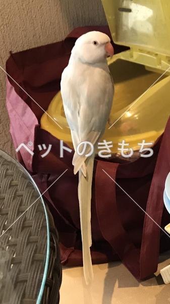 迷子鳥の画像