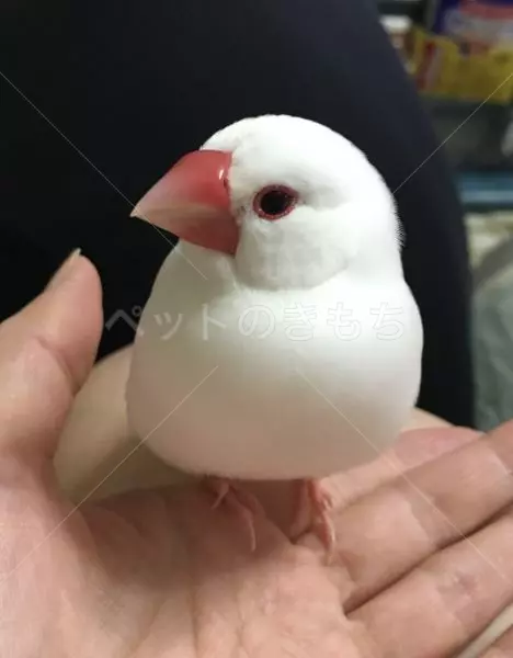 迷子鳥の画像