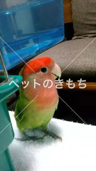 迷子鳥の画像