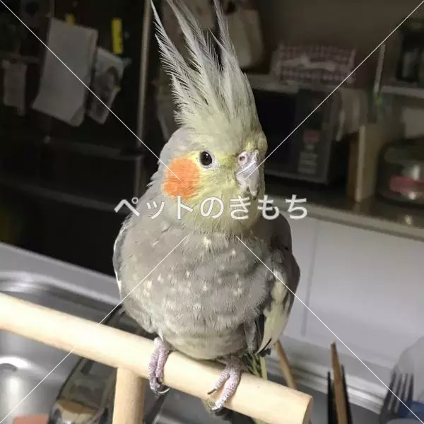 迷子鳥の画像