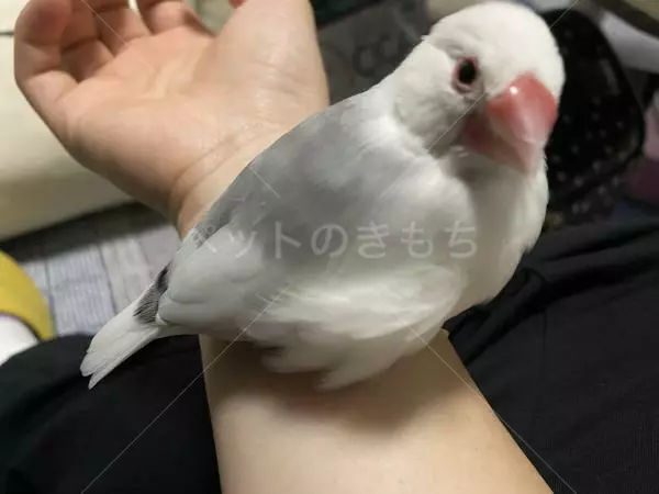 保護鳥の画像