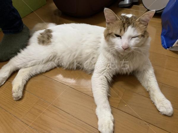 保護猫の写真