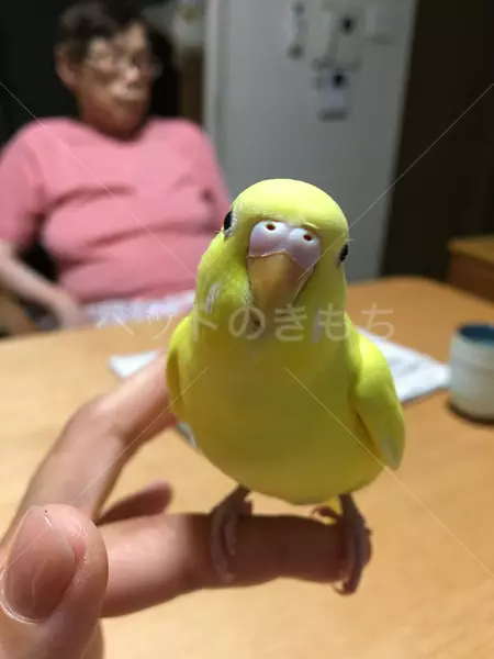 迷子鳥の画像