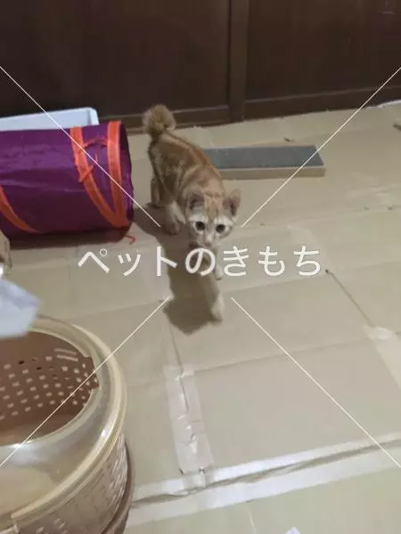保護猫の画像