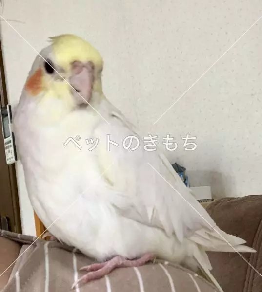 迷子鳥の画像
