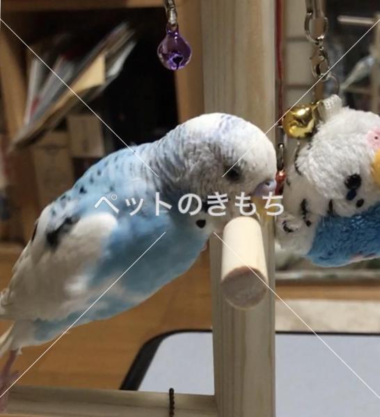 迷子鳥の画像