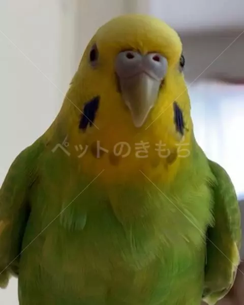 コメントの画像