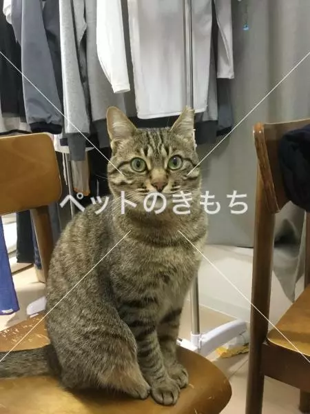 迷子猫の画像