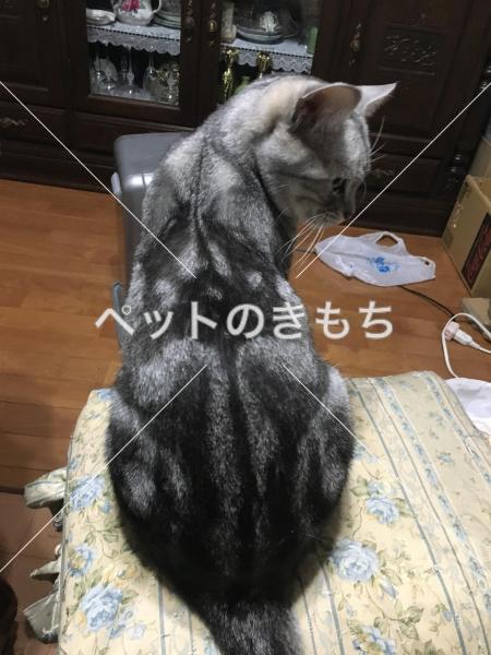 迷い猫の写真