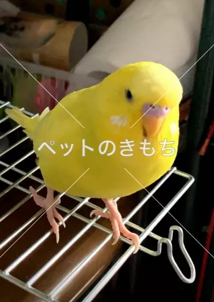 迷子鳥の画像