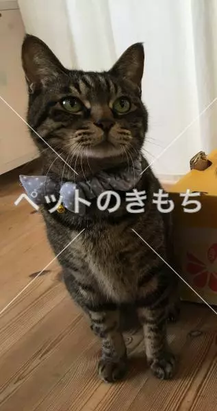 迷子猫の画像