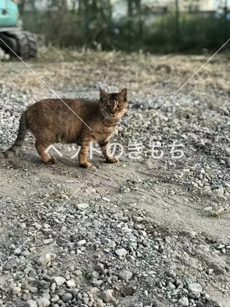 迷子猫の画像