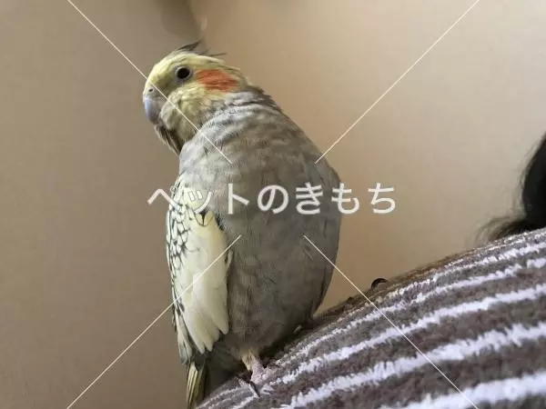 迷子鳥の画像