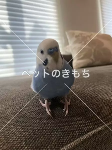 迷子鳥の画像