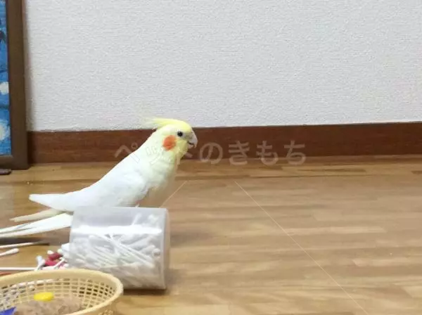 迷子鳥の画像