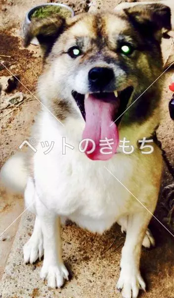 迷子犬の画像