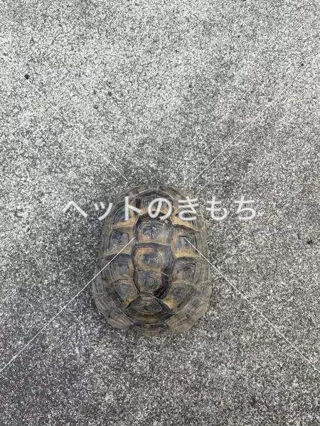 コメント投稿の画像