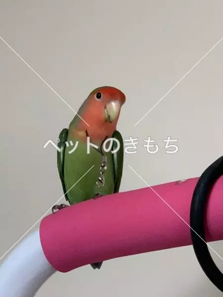 迷子鳥の画像