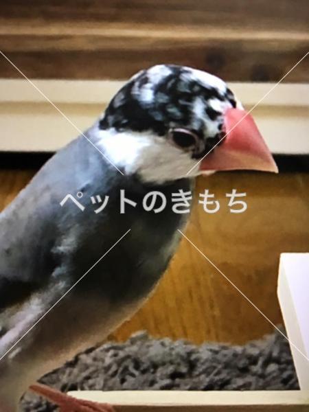 迷子鳥の画像