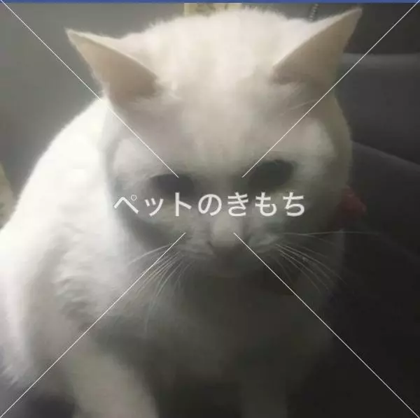 迷子猫の画像