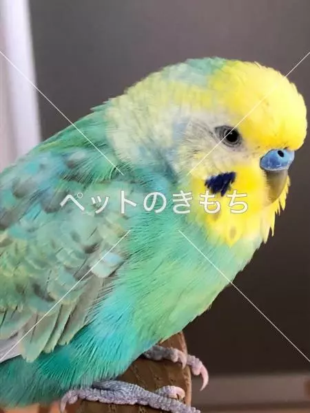 迷子鳥の画像