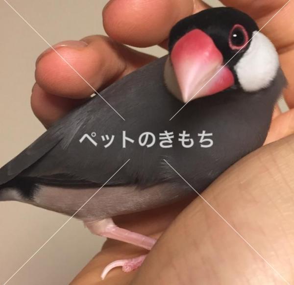 迷子鳥の画像