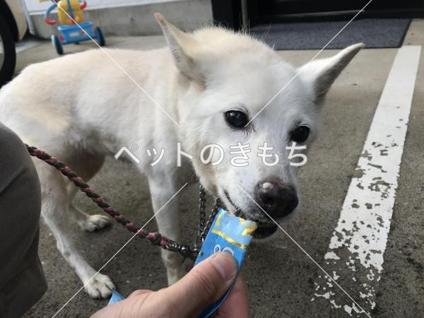 保護犬の写真