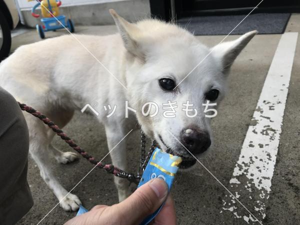 保護犬の画像