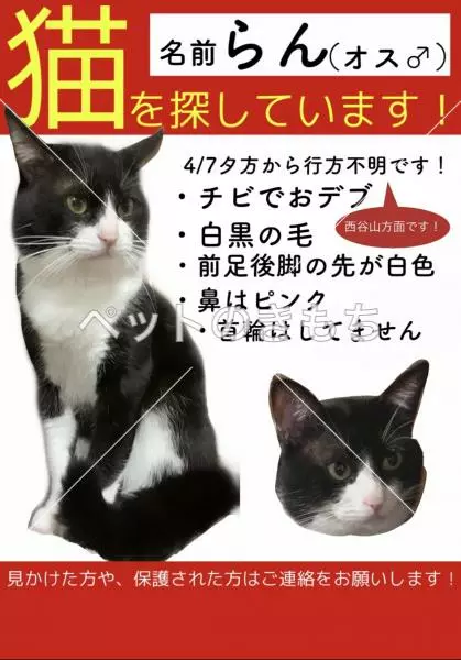 迷子猫の画像