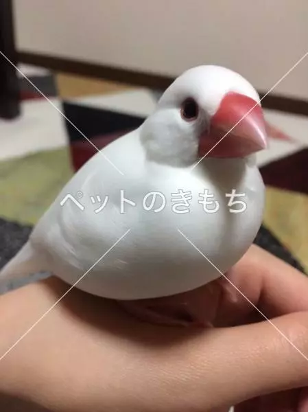 迷子鳥の画像