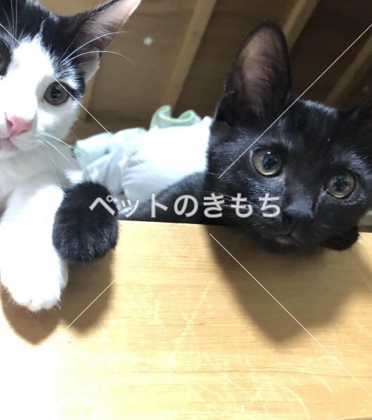 保護猫の写真