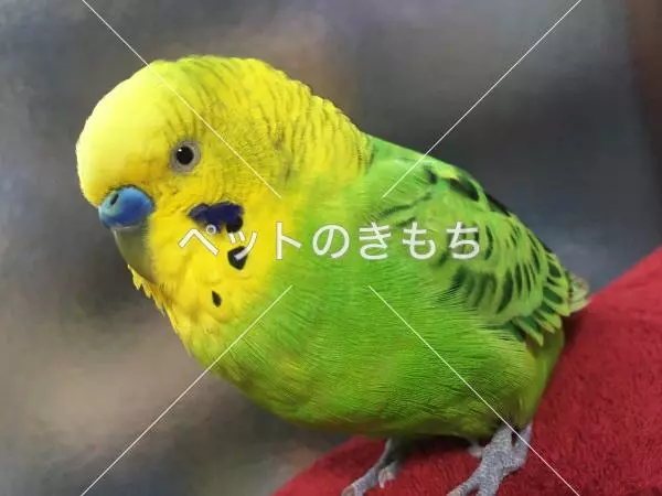迷子鳥の画像