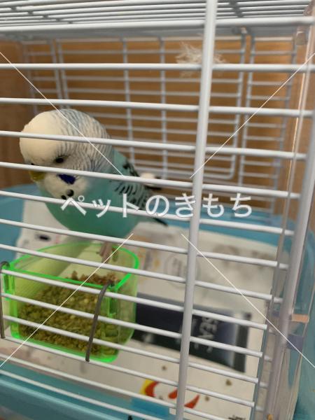 保護鳥の写真
