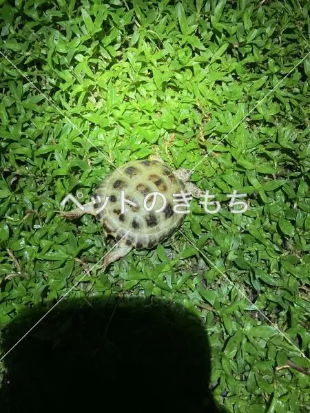 保護ペットの画像