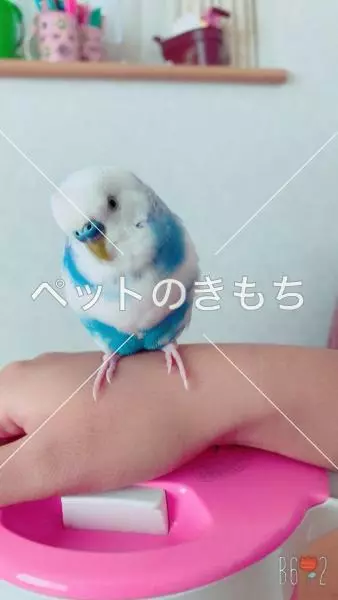 迷子鳥の画像