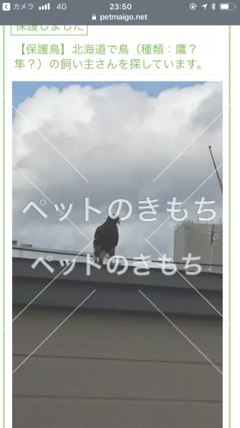 コメント投稿の画像