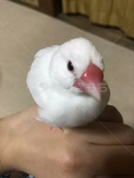 迷子鳥の画像