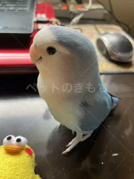 迷子鳥の画像