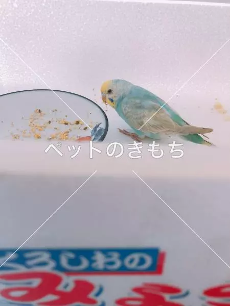 保護鳥の画像