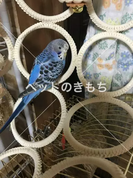 迷子鳥の画像