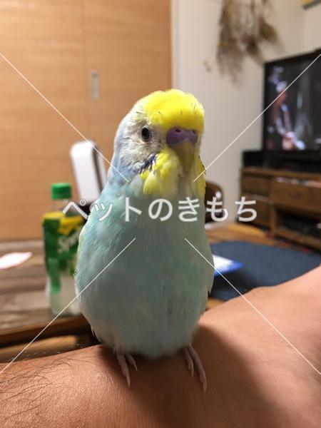 迷子鳥の画像