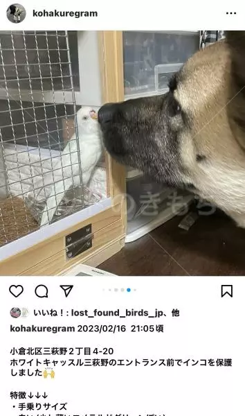 コメントの画像