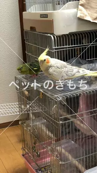 迷子鳥の画像